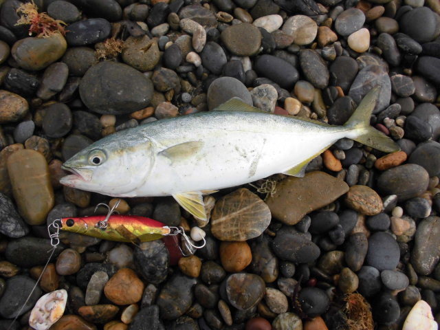 青物ゲッツ 表浜のルアー釣り始めました