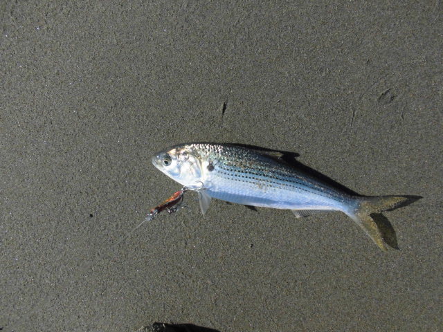 コノシロを刺身で食べてみた 表浜のルアー釣り始めました